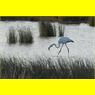 thumbnail Flamand rose